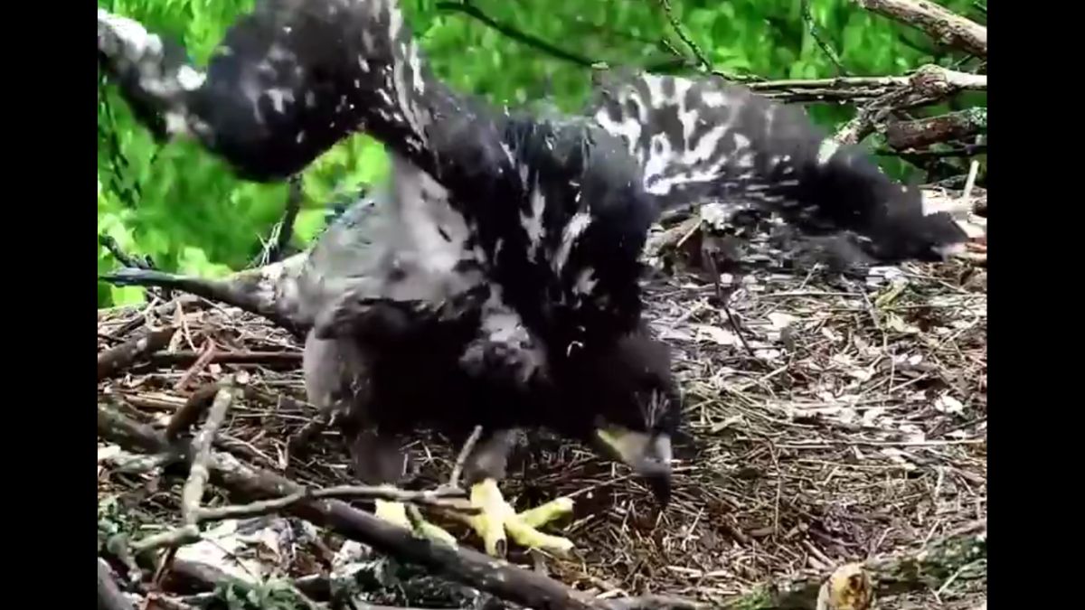 ইগলের প্রথম উড্ডয়নের চেষ্টার  ভিডিও ভাইরাল
