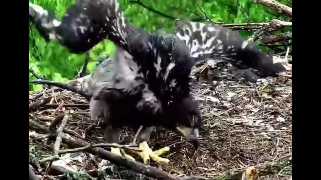 ইগলের প্রথম উড্ডয়নের চেষ্টার  ভিডিও ভাইরাল