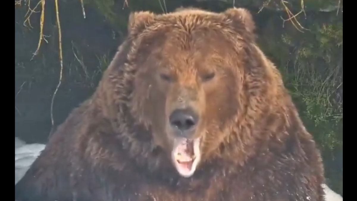 ভাইরাল ভিডিও  ভাল্লুকের খাবার ধরার  ভিডিও ভাইরাল