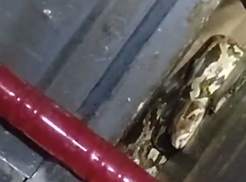 গুজরাটের ভারুচে বাড়ির আলমারির নিচে বিশালকায় অজগর, পরিবার স্তম্ভিত; ভিডিও ভাইরাল